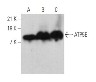 ATP5E Antibody (A-12) - Western Blotting - Image 369937 