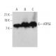 ATP5E Antibody (A-12) - Western Blotting - Image 369937 