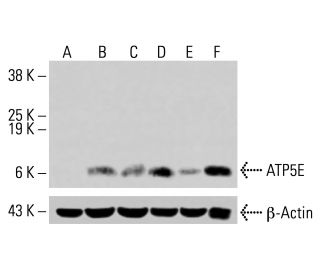 ATP5E Antibody (A-12) - Western Blotting - Image 415307