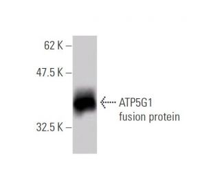 ATP5G1 Antibody (1A12) - Western Blotting - Image 348438