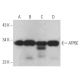 ATP6E Antibody (G-3) - Western Blotting - Image 366702 