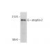 atrophin-2 Antibody (REREF1H8) - Western Blotting - Image 308584 