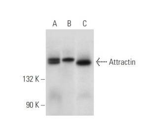Attractin Antibody (D-8) - Western Blotting - Image 314210 
