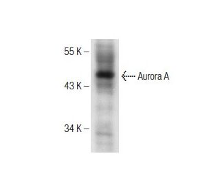 Aurora A Antibody (D-2) - Western Blotting - Image 150948