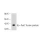 Aut7 Antibody (E-7) - Western Blotting - Image 52610
