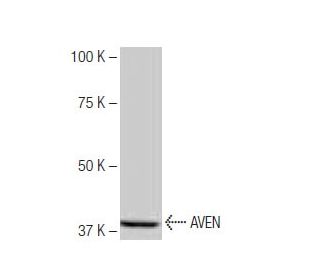 AVEN Antibody (3L3) - Western Blotting - Image 64863
