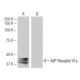 AVP Receptor V1a Antibody (7G8) - Western Blotting - Image 64864