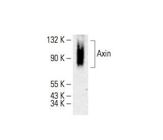 Axin Antibody (G-3) - Western Blotting - Image 394774