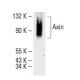 Axin Antibody (G-3) - Western Blotting - Image 394774