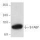 B-FABP Antibody (F-6) - Western Blotting - Image 354315 