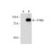 B-Myb Antibody (C-5) - Western Blotting - Image 286877