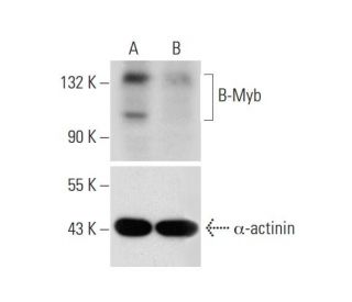 B-Myb Antibody (C-5) - Western Blotting - Image 332190 