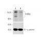 B-Myb Antibody (C-5) - Western Blotting - Image 332190 