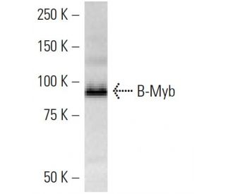 B-Myb Antibody (MYBAD10A) - Western Blotting - Image 16555 