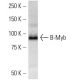 B-Myb Antibody (MYBAD10A) - Western Blotting - Image 16555 