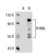 B-Myb Antibody (MYBAD10A) - Western Blotting - Image 35133 