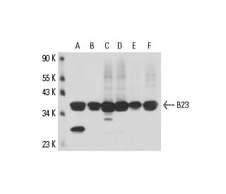 B23/Nucleophosmin Antibody (3F291) - Western Blotting - Image 16153 