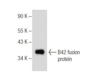 B42 Antibody (E-2) - Western Blotting - Image 281630