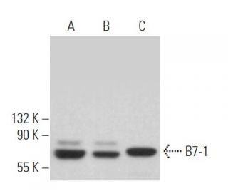 B7-1 Antibody (F-7) - Western Blotting - Image 363133