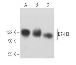 B7-H3 Antibody (C-1) - Western Blotting - Image 356829 