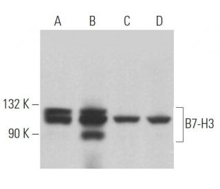B7-H3 Antibody (C-1) - Western Blotting - Image 363896