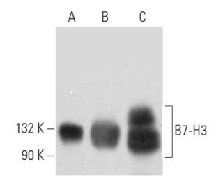 B7-H3 Antibody (D-8) - Western Blotting - Image 356823 