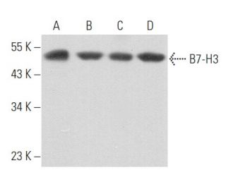 B7-H3 Antibody (G-8) - Western Blotting - Image 356828