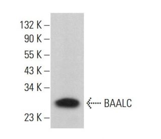 BAALC Antibody (H-12) - Western Blotting - Image 381414Each CRISPR/Cas9 Knockout (KO) Plasmid product consists of a pool of 3 plasmids designed to ensure identification and cleavage of a specific gene for maximum knockout efficiency. Each plasmid encodes a unique 20 nt sequence derived from the GeCKO (v2) library.