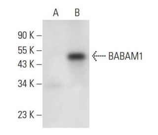 BABAM1 Antibody (H-10) - Western Blotting - Image 305800 