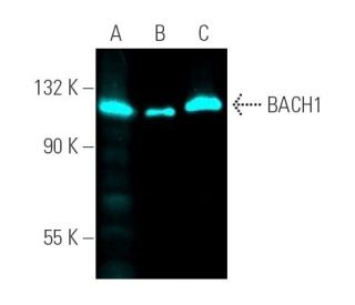 BACH1 Antibody (F-9) - Western Blotting - Image 390739 