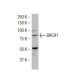 BACH1 Antibody (L-25) - Western Blotting - Image 34358 