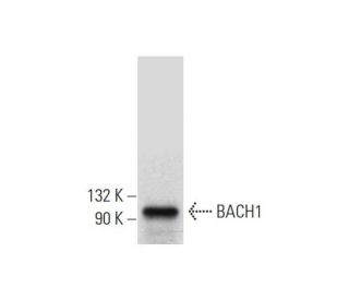 BACH1 Antibody (F-9) - Western Blotting - Image 298607 