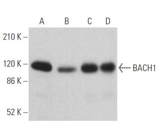 BACH1 Antibody (F-9) - Western Blotting - Image 359663 