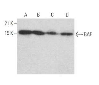 BAF Antibody (A-11) - Western Blotting - Image 373602 