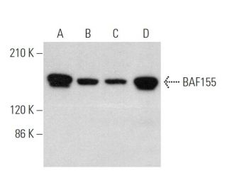 BAF155 Antibody (DXD7) - Western Blotting - Image 374435 