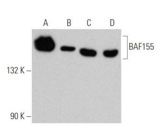 BAF155 Antibody (F-2) - Western Blotting - Image 355303 