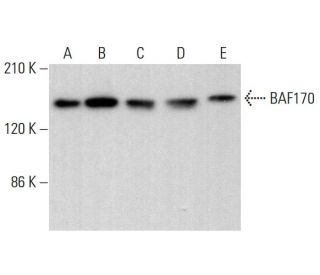 BAF170 Antibody (G-12) - Western Blotting - Image 381482 
