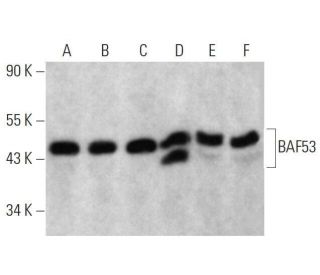 BAF53 Antibody (D-3) - Western Blotting - Image 358659 