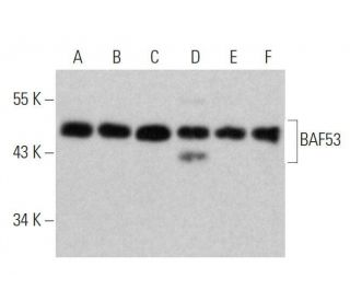 BAF53 Antibody (E-3) - Western Blotting - Image 358642 