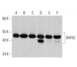 BAF53 Antibody (G-2) - Western Blotting - Image 358644 
