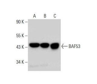 BAF53 Antibody (C-7) - Western Blotting - Image 128032 
