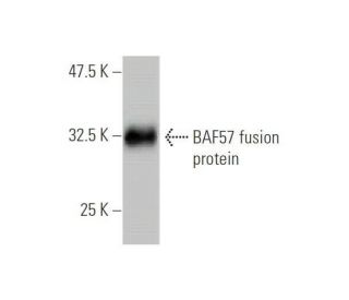 BAF57 Antibody (6G11) - Western Blotting - Image 348849
