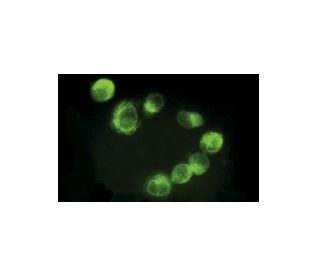 BAFF-R Antibody (11C1) - Immunofluorescence - Image 11426 