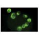 BAFF-R Antibody (11C1) - Immunofluorescence - Image 11426 