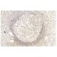 BAFF-R Antibody (11C1) - Immunohistochemistry - Image 11434 