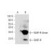 BAFF-R Antibody (F-3) - Western Blotting - Image 143323