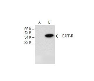 BAFF-R Antibody (B-3) - Western Blotting - Image 141294 