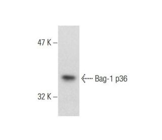 Bag-1 Antibody (19) - Western Blotting - Image 145096 