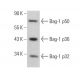 Bag-1 Antibody (E-12) - Western Blotting - Image 357485 