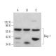 Bag-1 Antibody (E-12) - Western Blotting - Image 362114